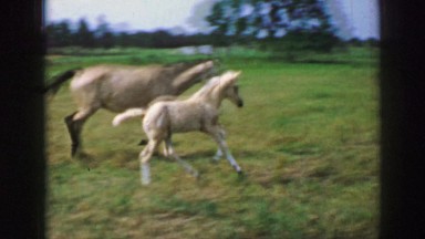 1961: beautiful adult and young horse trotting across grass field toward trailer
