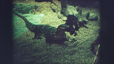 1963: monitor lizard in its habitat FRANCE