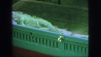 1963: lizards or green iguanas walking and lounging while on display behind and