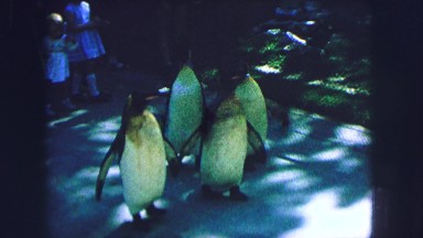 1963: small children following after four penguins as they walk away FRANCE