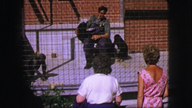 1963: a person is seen misbehaving with monkeys FRANCE