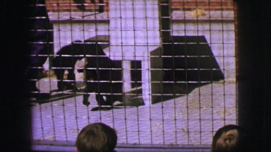1963: two baby monkeys being fed by person with a bottle in a cage FRANCE