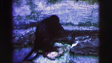 1963: busy beaver in its habitat FRANCE