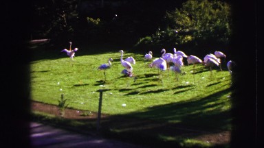 1963: pink flamingo spreads it's wings in front of fellow pink flamingos. FRANCE