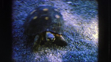 1963: turtle walking on the ground FRANCE