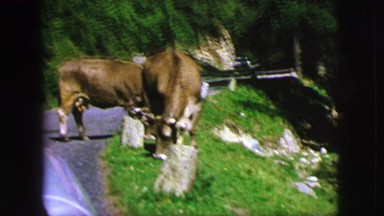 1963: brown horned cows casually grazing on bright green grass