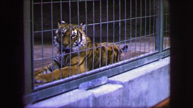 1963: a tiger is seen in a cage FRANCE