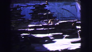 1963: a monkey is seen passing by cut trees FRANCE
