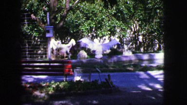 1963: Birds Feeding in a Shaded Outdoor Scene in France