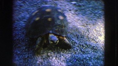 1963: a turtle walks (not so slowly) on the gravel and pries a bit FRANCE
