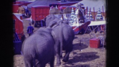 1948: elephant row at the circus CHICAGO, ILLINOIS