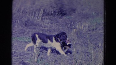 1958: Dog Searching for Food in Grass and Mud, Nebraska