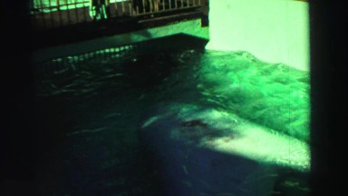 1969: the scene shows sea lions near a gate waiting for it to open, the beauty