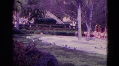 1974: pink flamingos and seagulls standing on sand near a body of water near man
