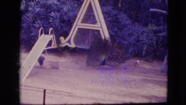 1974: a' picky peacock- the proud purveyor of it's personal park paradise