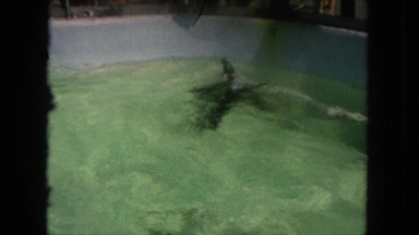 1962: Sea Lion Trained Act in Water at San Pedro, California