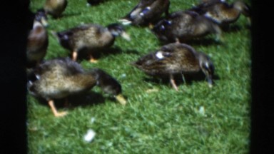 1951: band of ducks waddling, eating, and rushing through the grass WILLMAR