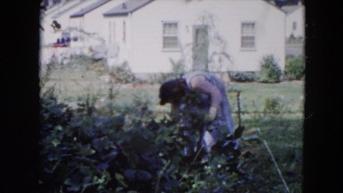 1954: a young woman working alone in the yard HICKSVILLE, NEW YORK