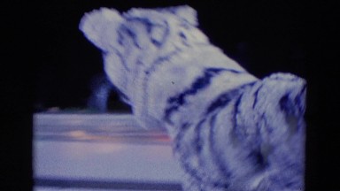 1969: ice show featuring a skating tiger. FORT WAYNE, INDIANA