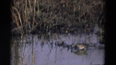 1969: a bird wading through shallow water and eating