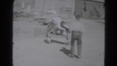 1947: boys try to ride baby cow LINCOLN, NEBRASKA