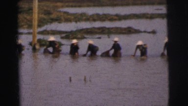 1962: people working on the rice paddies. BANGKOK, THAILAND