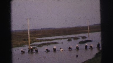1962: a dozen women labor in the rivers, collecting drinkable water standing