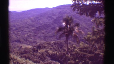 Palmtrees on a Hilly Area, HAWAII