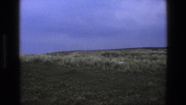 1969: A Big Sheep Walking in the Field is Reached by a Smaller One Ireland
