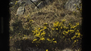1969: Beautiful Nature and Yellow Flowers in Ireland