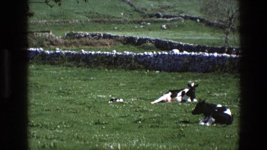 1969: some cows resting lying in a rural area with plenty of grass IRELAND