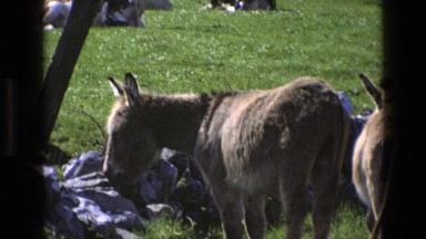 1969: donkeys having a casual time hanging around in the zoo's bright green