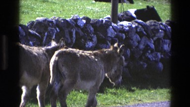 1969: two donkeys walking down a paved path on a sunny day with a rock wall