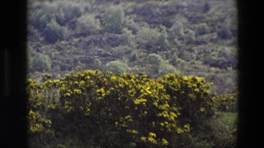 1969: a view of a meadow full of yellow flowering shrubs in a hilly canyon