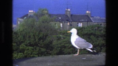 1969: a close up of bird is seen IRELAND