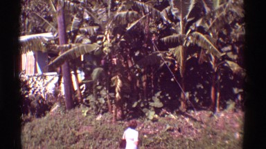 1971: Check Out Those Bananas in the Trees! Hawaii