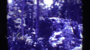 1971: a river or stream and whitewater rapids in a dense forest on either side