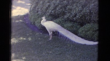 1966: a beautiful peacock walking on grass next to some various shrubs or bushes