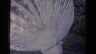 1966: peacock showcasing it's beautiful feathers for an audience. FLORIDA