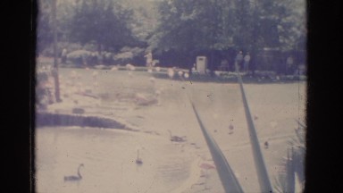 1966: a beautiful zoo featuring pink flamingos standing and moving in water