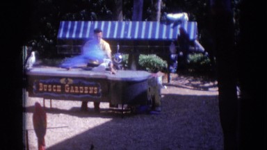 1966: a large white bird performing on a table for a man in a yellow shirt