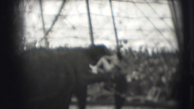 1948: trainer rides elephants for crowd CHICAGO