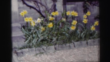 1952: a scene of a garden with pretty flowers moving in bloom with no grass in