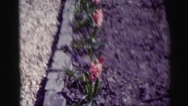 1952: flowers of different varieties and colors neatly planted EDINBOURGH,