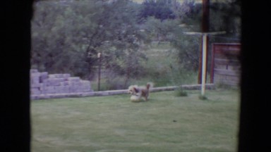 1961: A Small Dog Playing With a Ball in a Grass Courtyard Toledo, Ohio