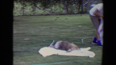1961: making a bed can prove to be difficult with the wrong animals TOLEDO, OHIO