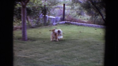 1961: dog playing TOLEDO, OHIO
