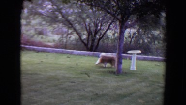 1961: dog playing with ball in the grass TOLEDO, OHIO