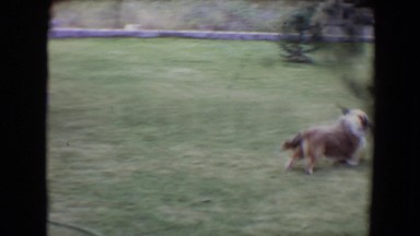 1961: smart dog shows off his skills as he has learned a spiffy new trick.