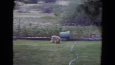 1961: fluffy dog playing with a big ball. TOLEDO, OHIO